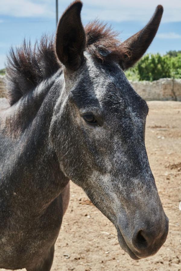 אלימיני Masseria Prosperi מראה חיצוני תמונה