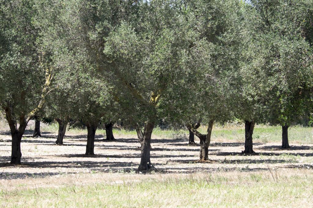 אלימיני Masseria Prosperi מראה חיצוני תמונה